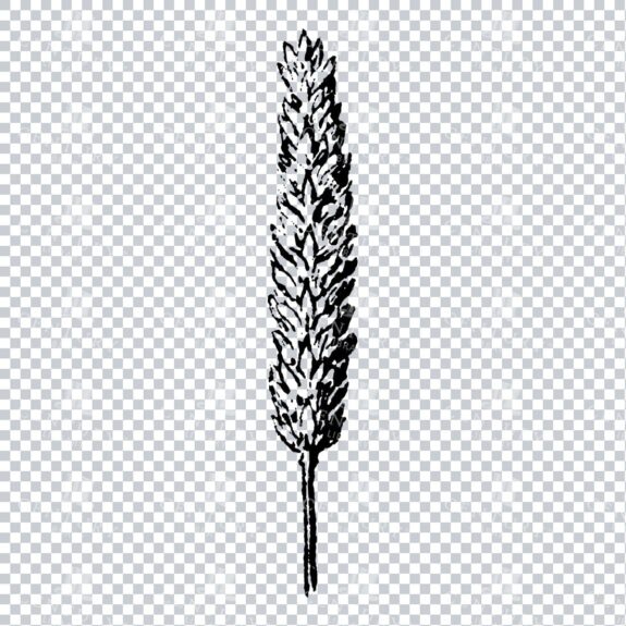 Small Hand Drawn PNG Botanical Illustration - Flower / Leaf  No.13
