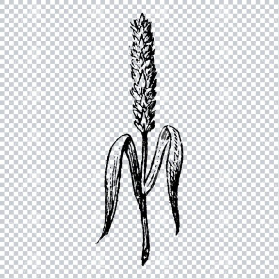 Small Hand Drawn PNG Botanical Illustration - Flower / Leaf  No.14