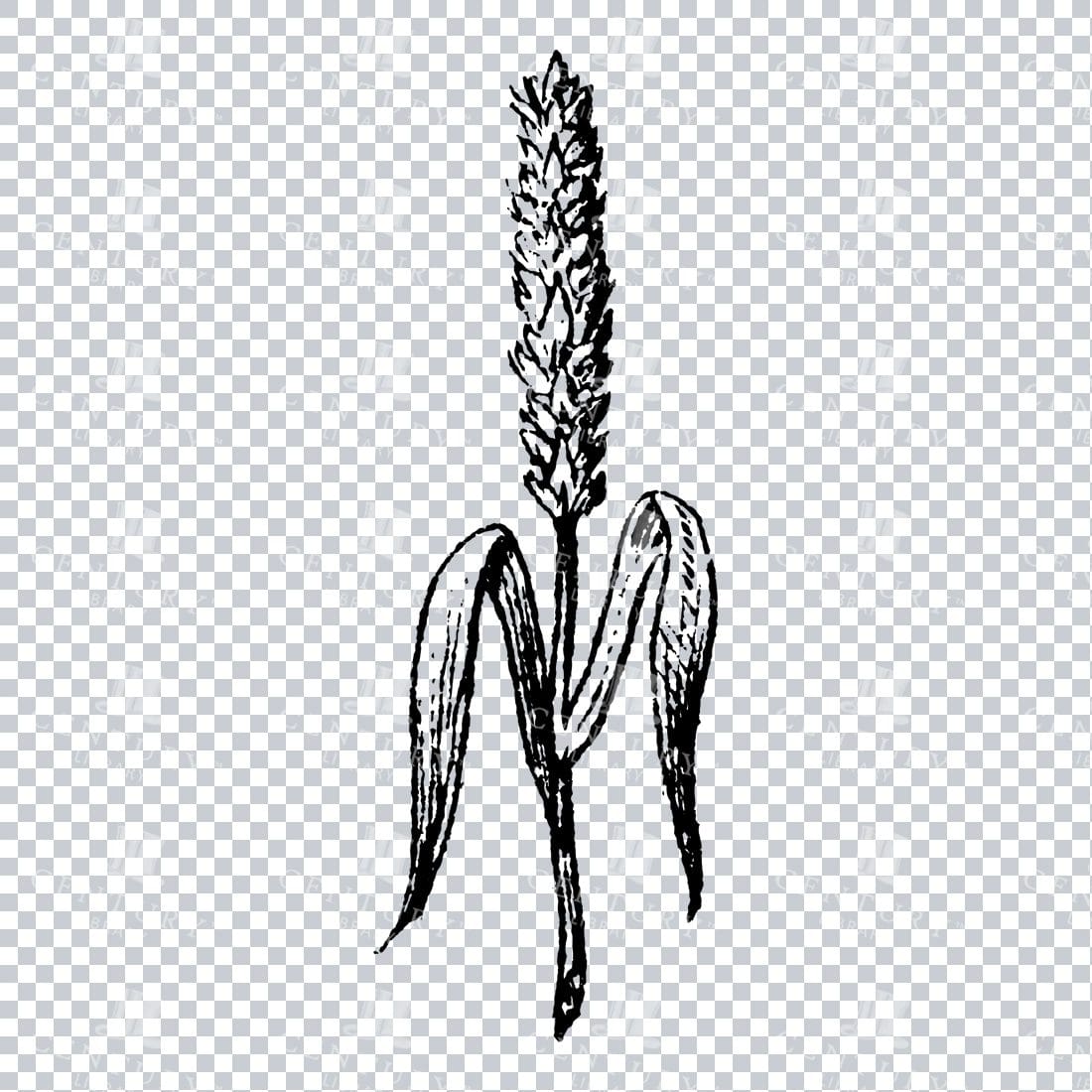 Small Hand Drawn PNG Botanical Illustration - Flower / Leaf  No.14