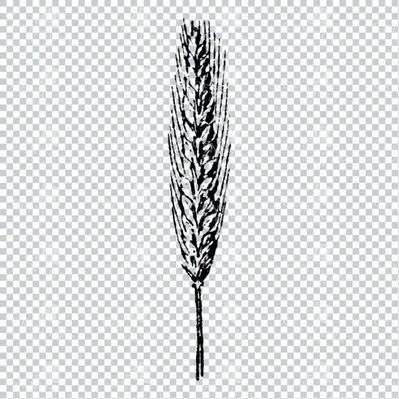Small Hand Drawn PNG Botanical Illustration - Flower / Leaf  No.15