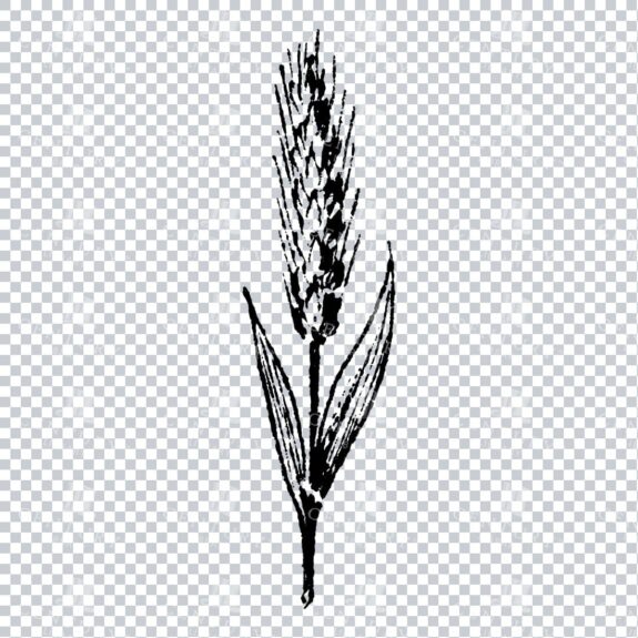 Small Hand Drawn PNG Botanical Illustration - Flower / Leaf  No.17