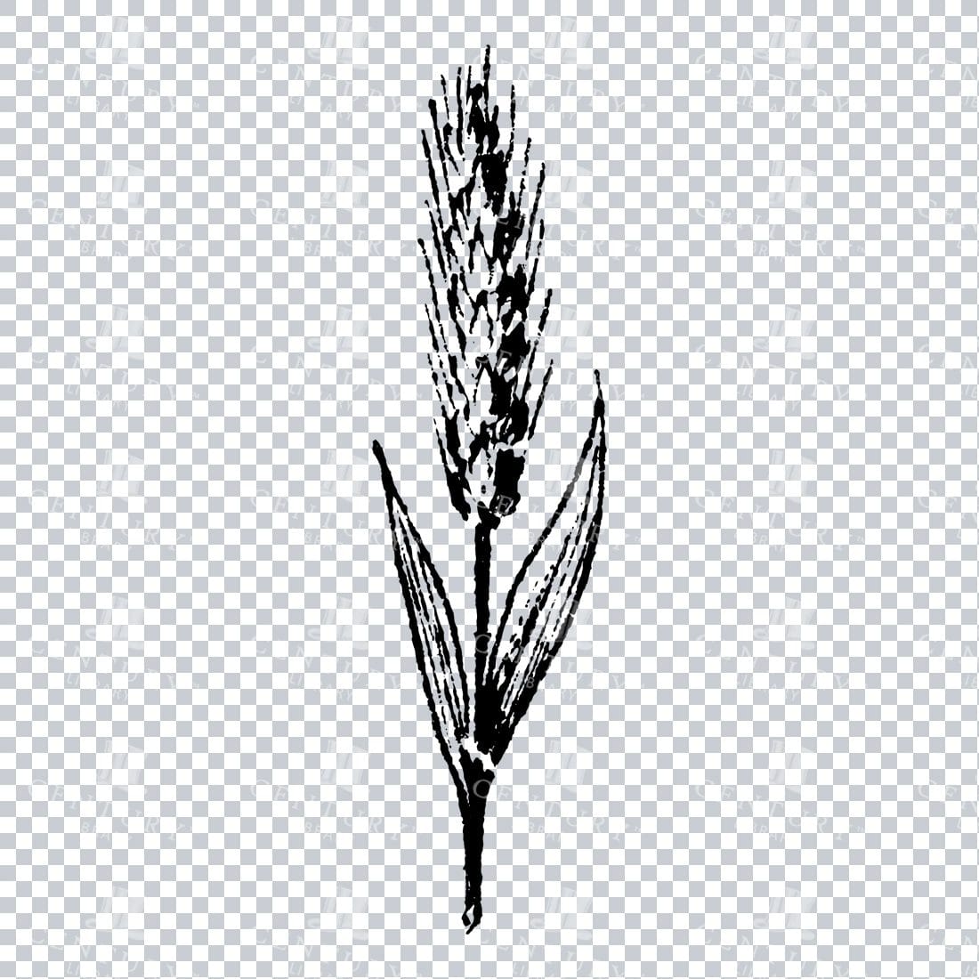 Small Hand Drawn PNG Botanical Illustration - Flower / Leaf  No.17