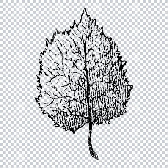 Small Hand Drawn PNG Botanical Illustration - Flower / Leaf  No.19