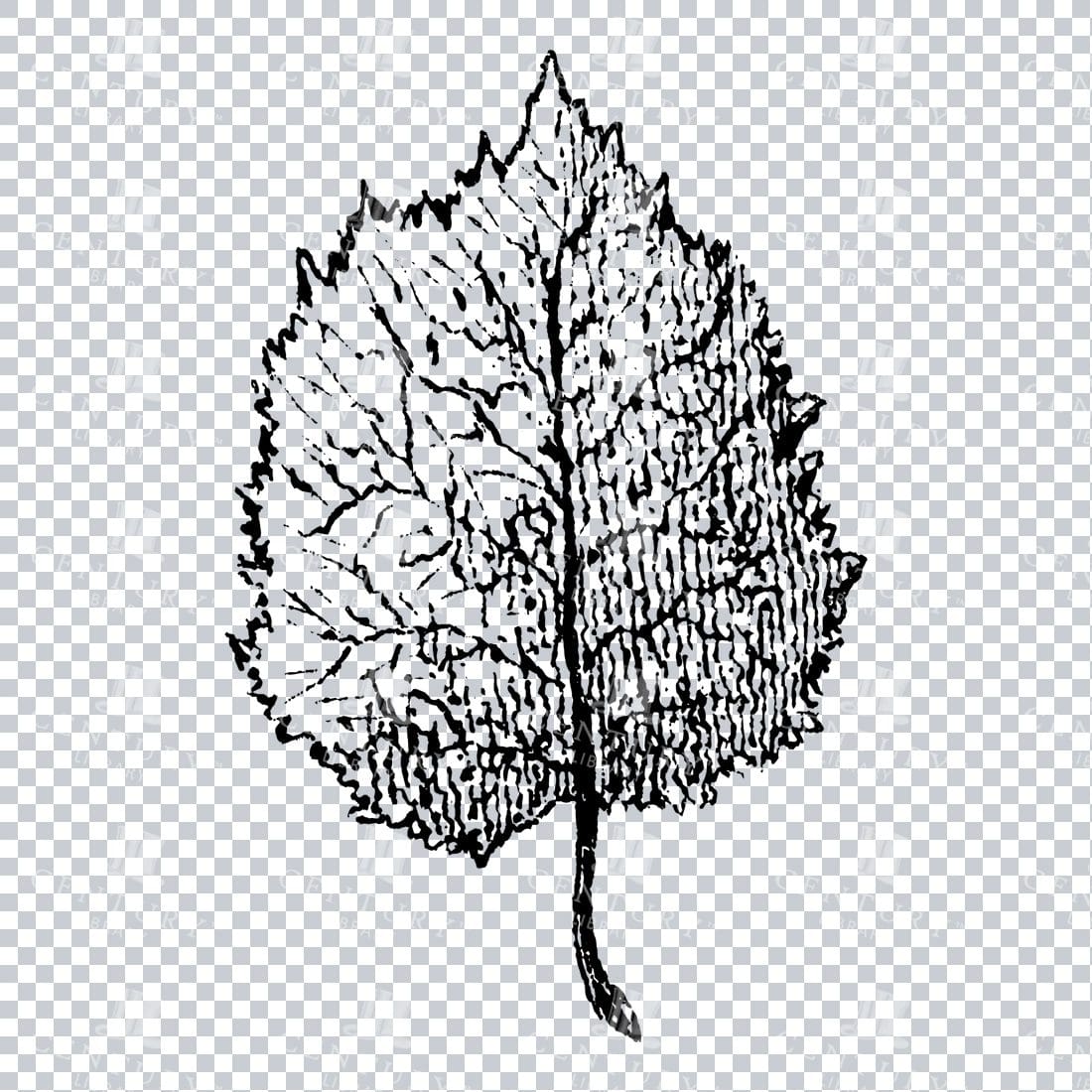 Small Hand Drawn PNG Botanical Illustration - Flower / Leaf  No.19