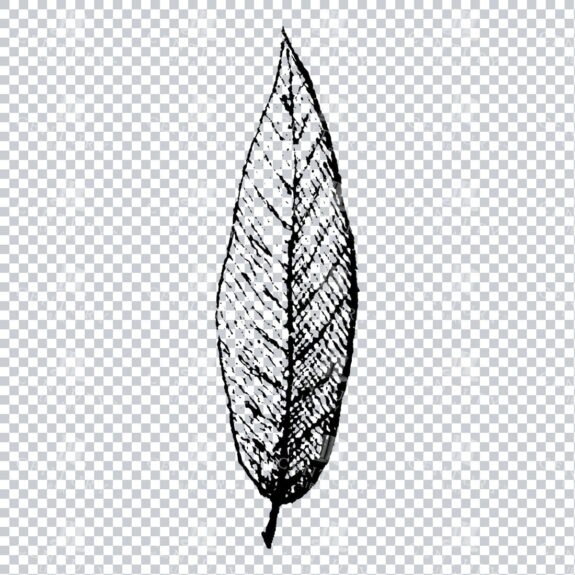 Small Hand Drawn PNG Botanical Illustration - Flower / Leaf  No.20