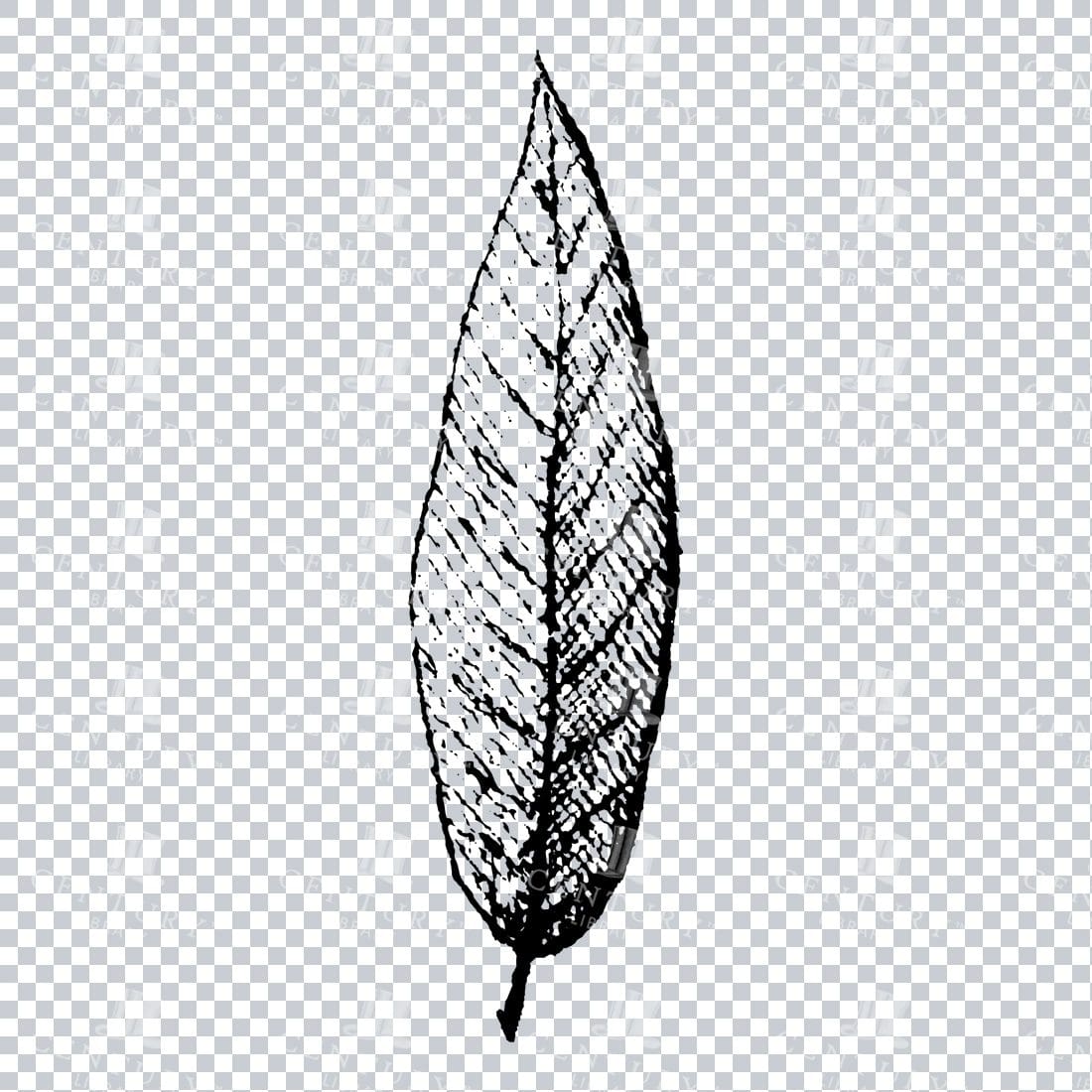 Small Hand Drawn PNG Botanical Illustration - Flower / Leaf  No.20
