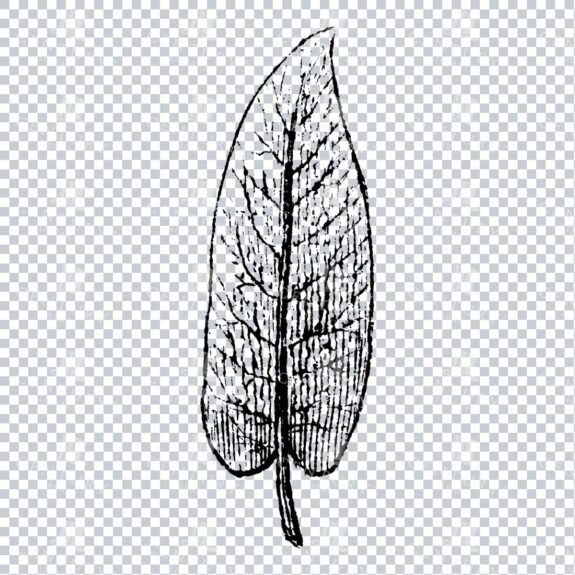 Small Hand Drawn PNG Botanical Illustration - Flower / Leaf  No.21