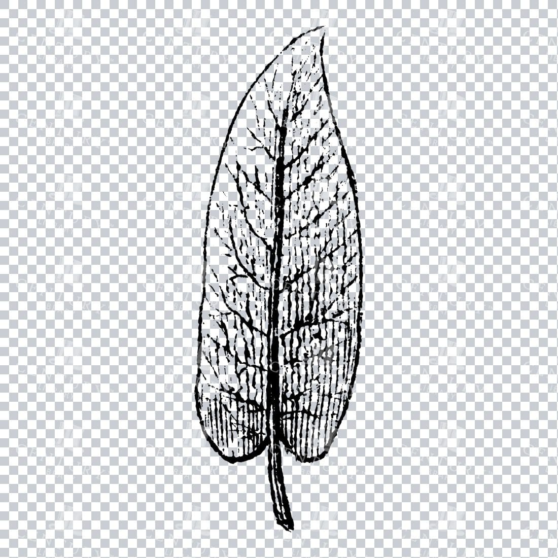 Small Hand Drawn PNG Botanical Illustration - Flower / Leaf  No.21