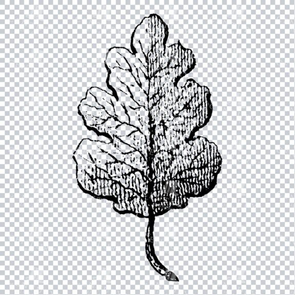 Small Hand Drawn PNG Botanical Illustration - Flower / Leaf  No.22