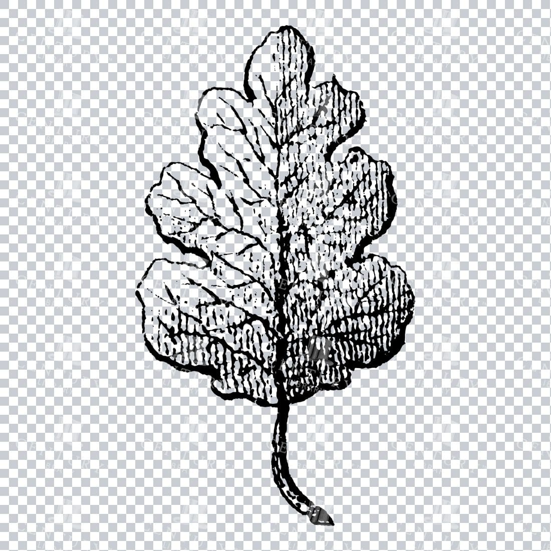 Small Hand Drawn PNG Botanical Illustration - Flower / Leaf  No.22