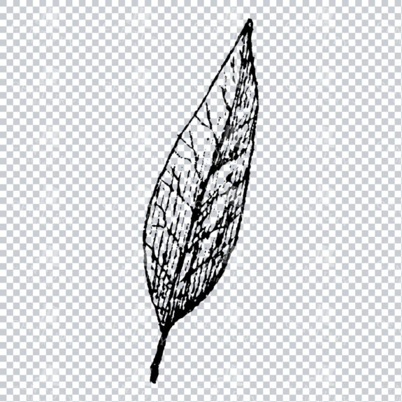 Small Hand Drawn PNG Botanical Illustration - Flower / Leaf  No.23