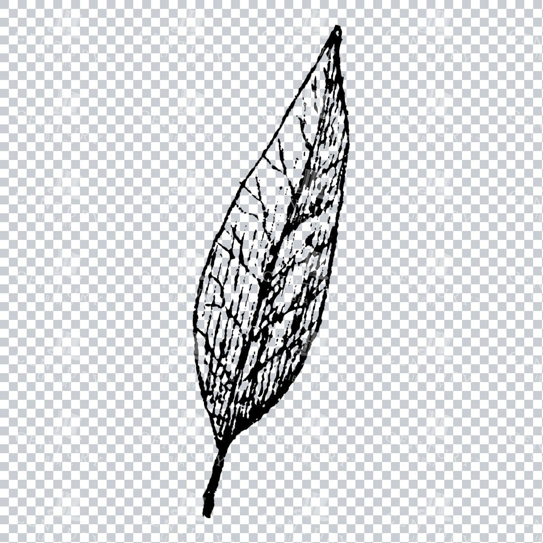 Small Hand Drawn PNG Botanical Illustration - Flower / Leaf  No.23