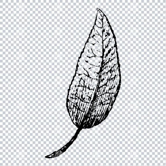 Small Hand Drawn PNG Botanical Illustration - Flower / Leaf  No.24