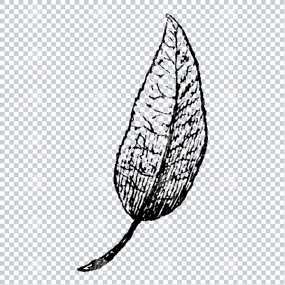 Small Hand Drawn PNG Botanical Illustration - Flower / Leaf  No.24