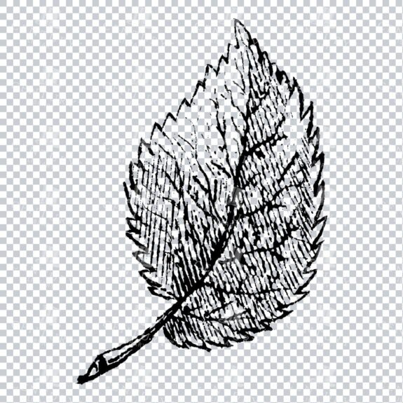 Small Hand Drawn PNG Botanical Illustration - Flower / Leaf  No.25