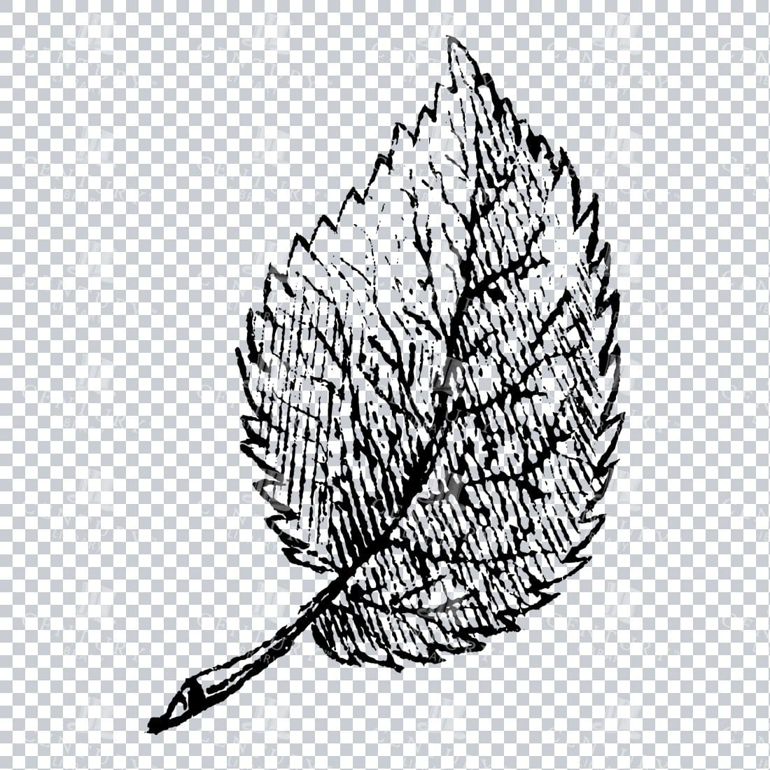 Small Hand Drawn PNG Botanical Illustration - Flower / Leaf  No.25