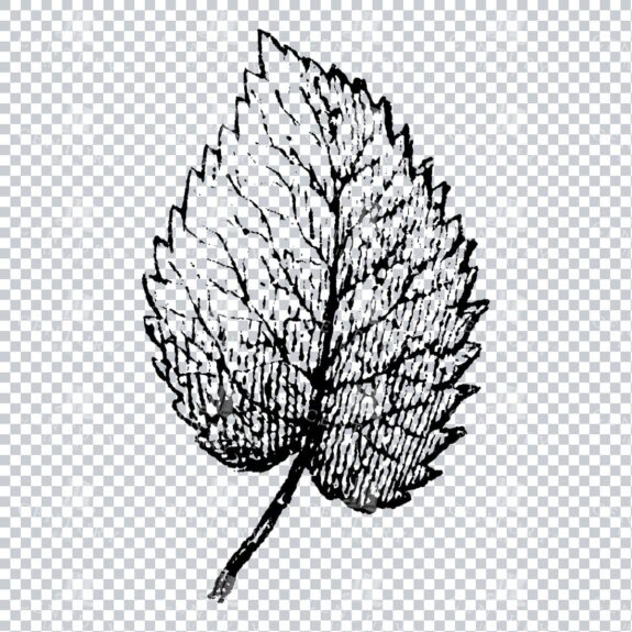 Small Hand Drawn PNG Botanical Illustration - Flower / Leaf  No.26