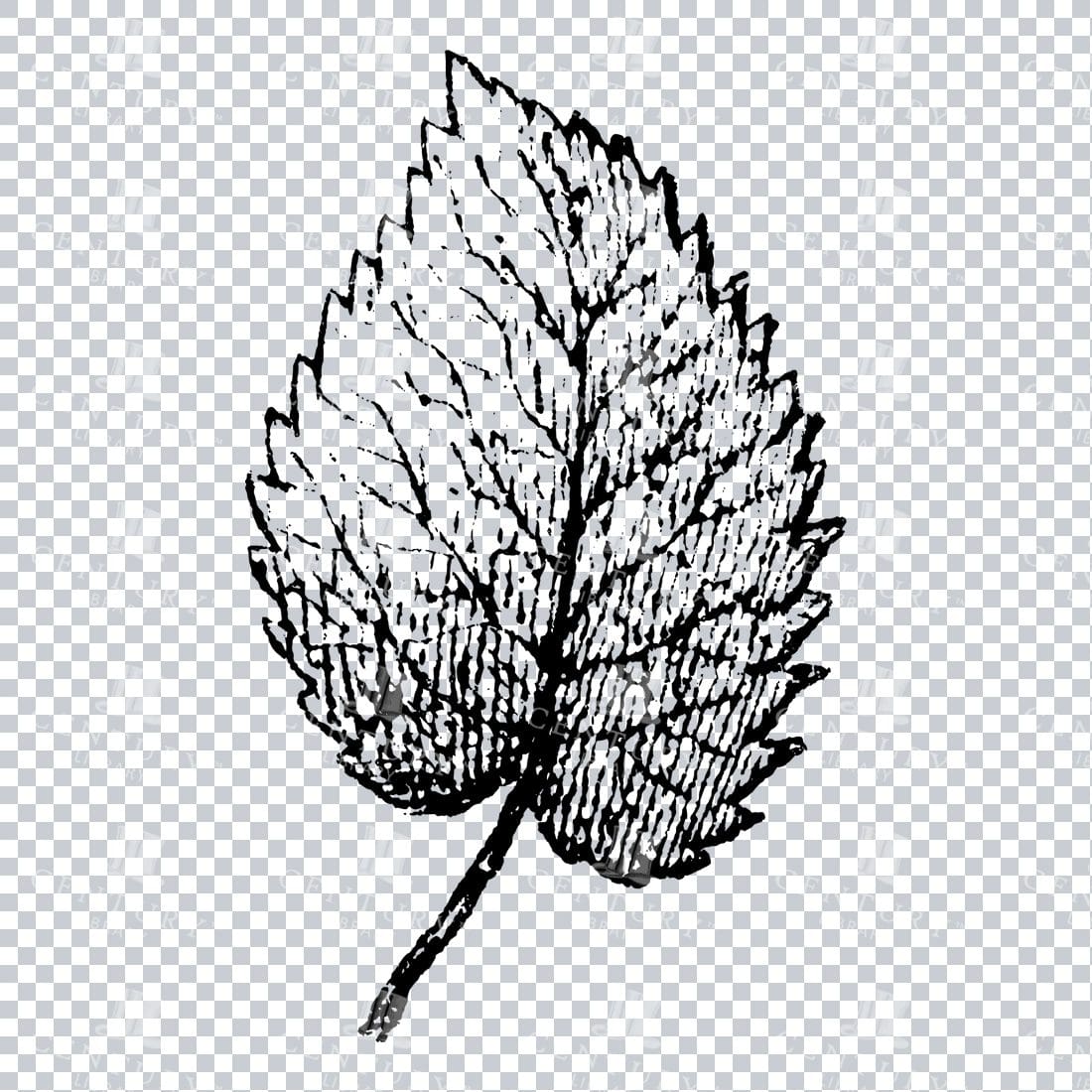 Small Hand Drawn PNG Botanical Illustration - Flower / Leaf  No.26