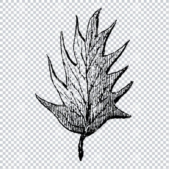 Small Hand Drawn PNG Botanical Illustration - Flower / Leaf  No.27