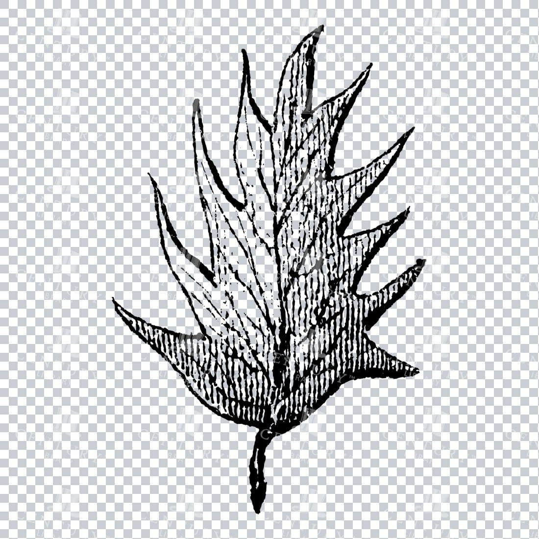 Small Hand Drawn PNG Botanical Illustration - Flower / Leaf  No.27