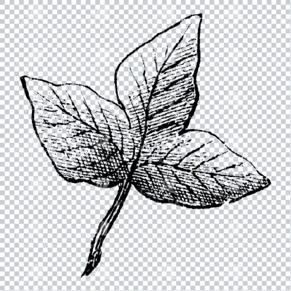 Small Hand Drawn PNG Botanical Illustration - Flower / Leaf  No.28