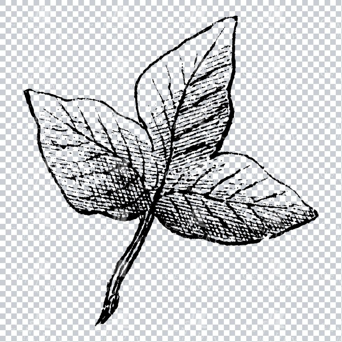 Small Hand Drawn PNG Botanical Illustration - Flower / Leaf  No.28
