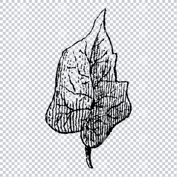 Small Hand Drawn PNG Botanical Illustration - Flower / Leaf  No.30