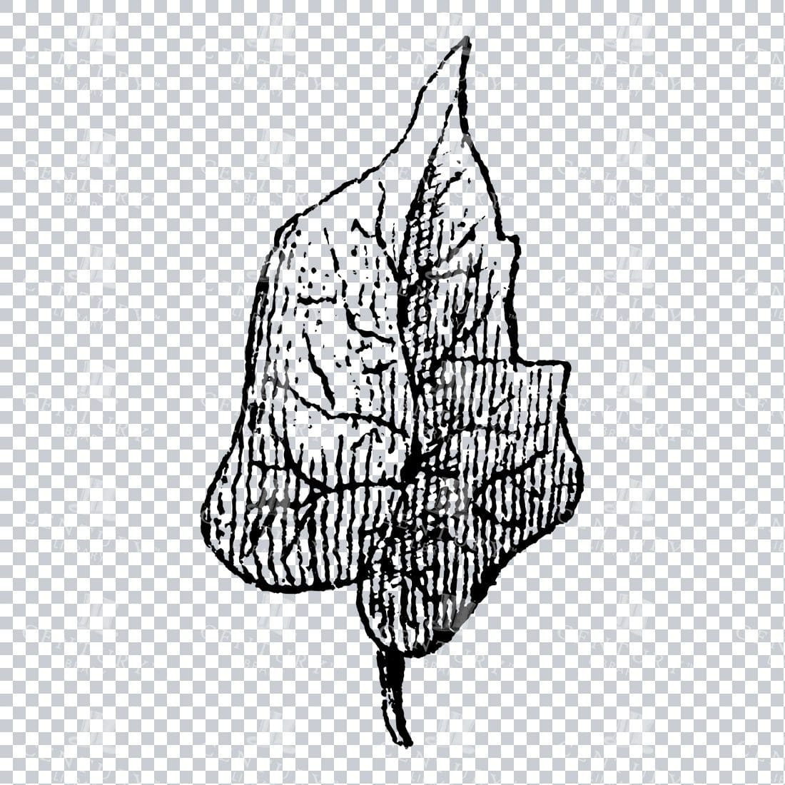 Small Hand Drawn PNG Botanical Illustration - Flower / Leaf  No.30