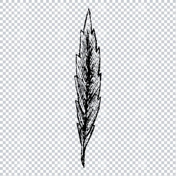 Small Hand Drawn PNG Botanical Illustration - Flower / Leaf  No.31