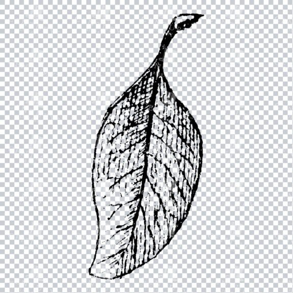 Small Hand Drawn PNG Botanical Illustration - Flower / Leaf  No.32
