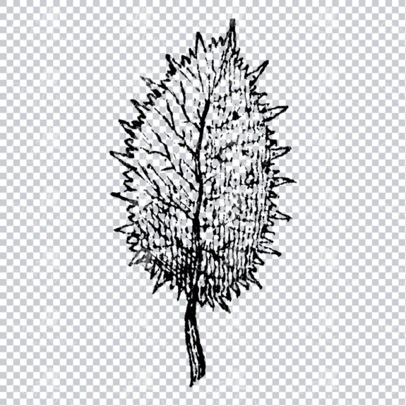 Small Hand Drawn PNG Botanical Illustration - Flower / Leaf  No.34