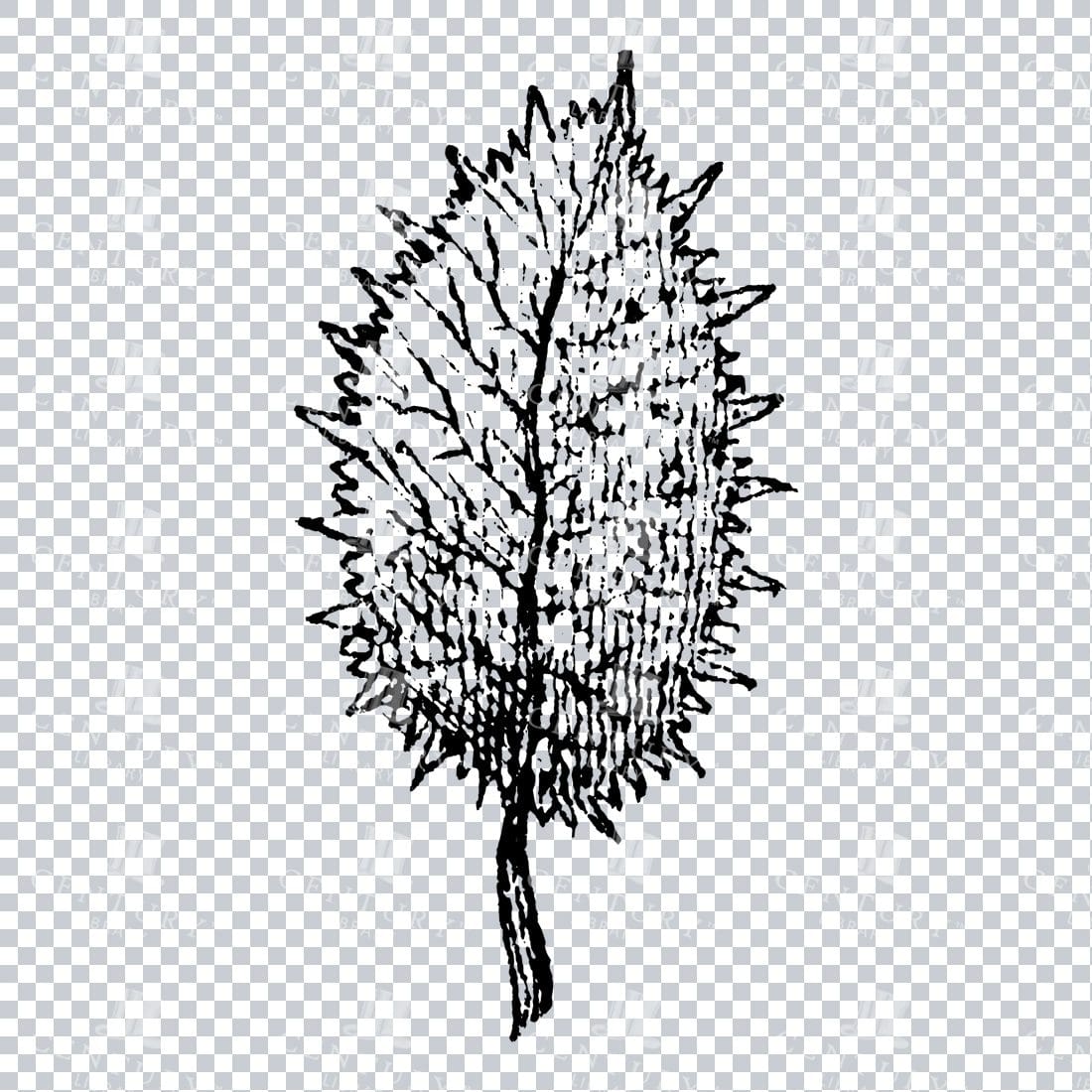 Small Hand Drawn PNG Botanical Illustration - Flower / Leaf  No.34