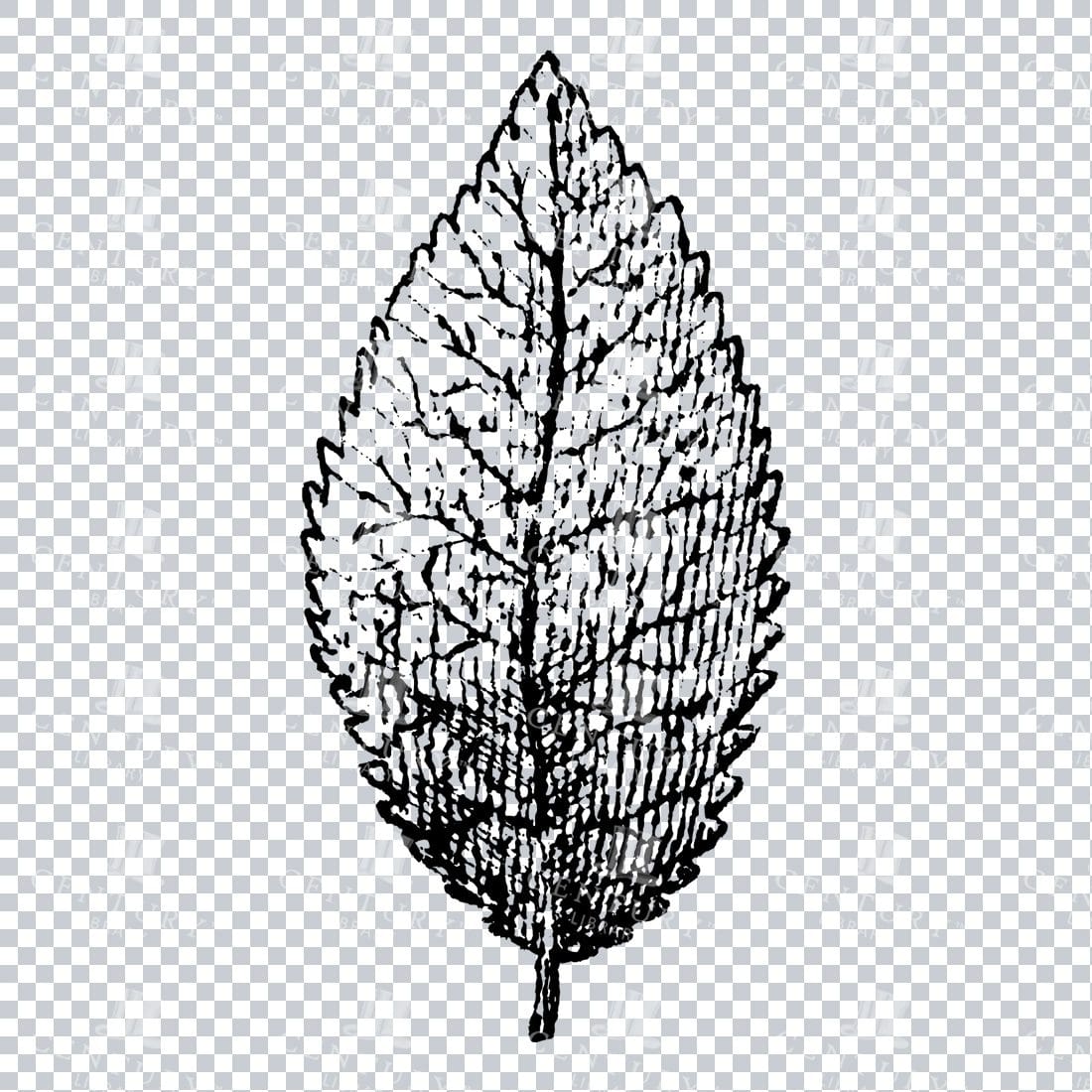 Small Hand Drawn PNG Botanical Illustration - Flower / Leaf  No.36