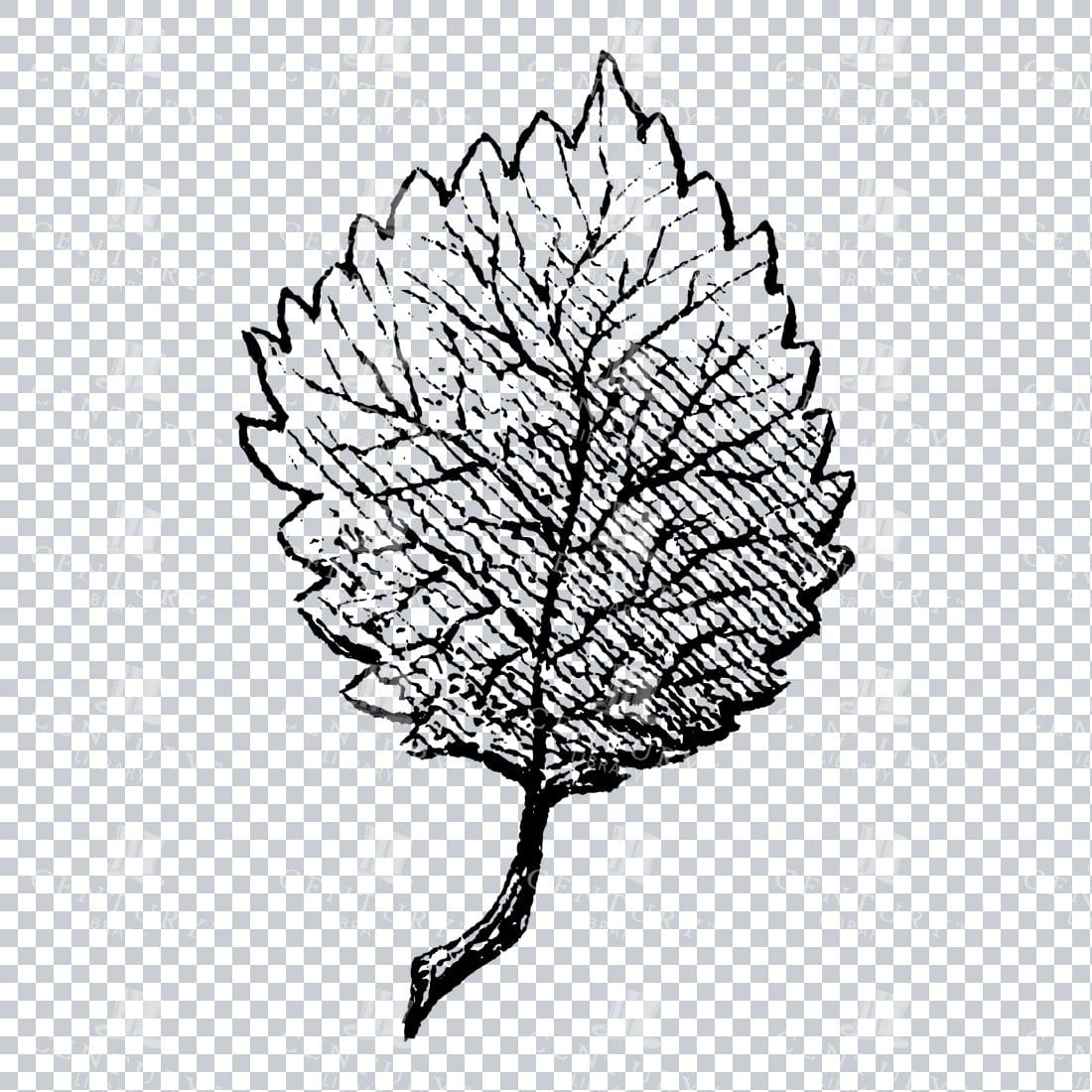 Small Hand Drawn PNG Botanical Illustration - Flower / Leaf  No.38