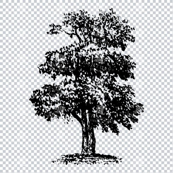 Small Hand Drawn PNG Line Art Illustration of a Tree No.1