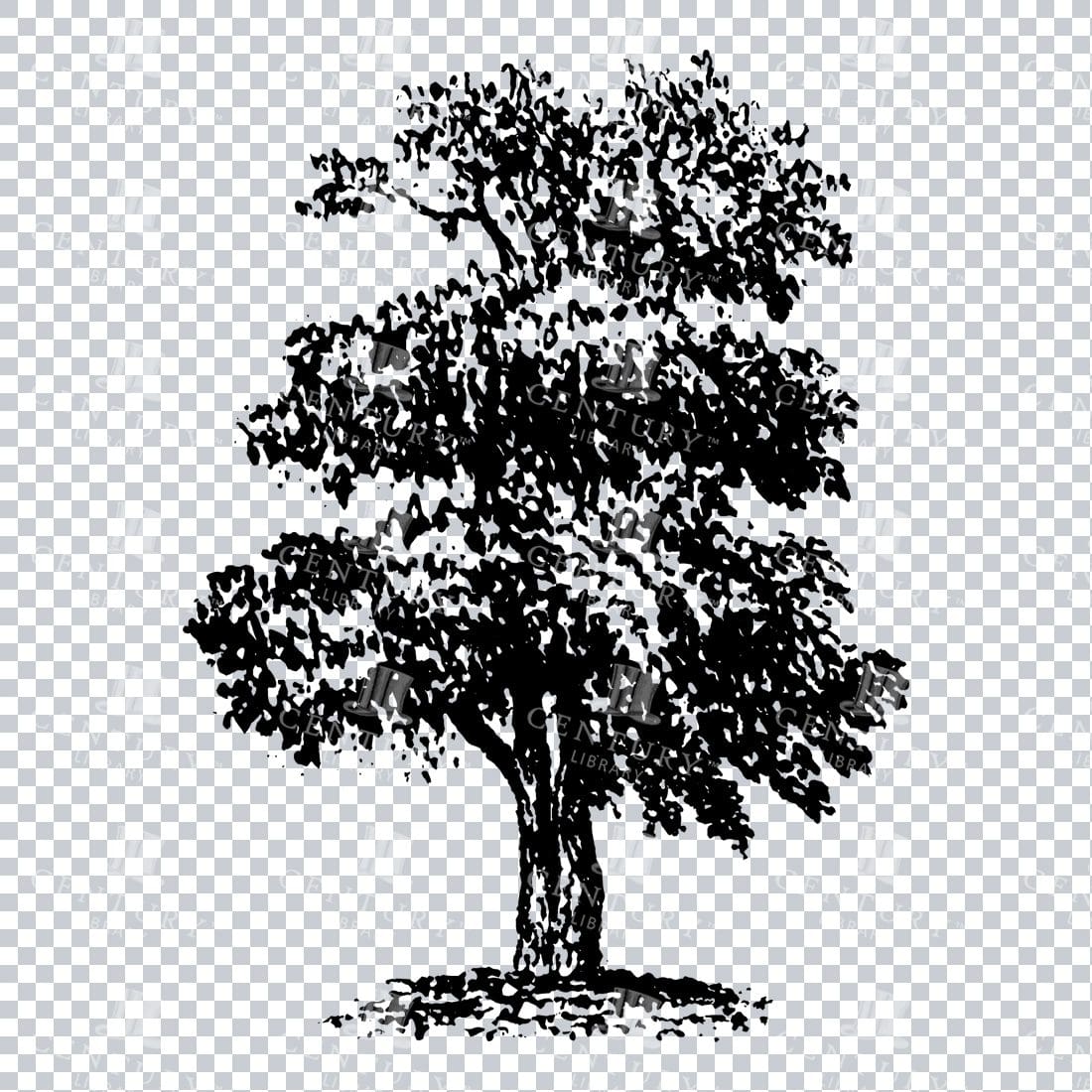 Small Hand Drawn PNG Line Art Illustration of a Tree No.1