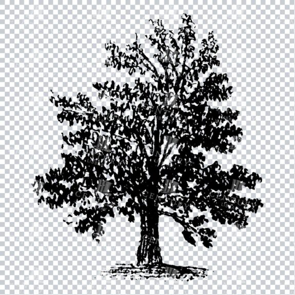Small Hand Drawn PNG Line Art Illustration of a Tree No.2