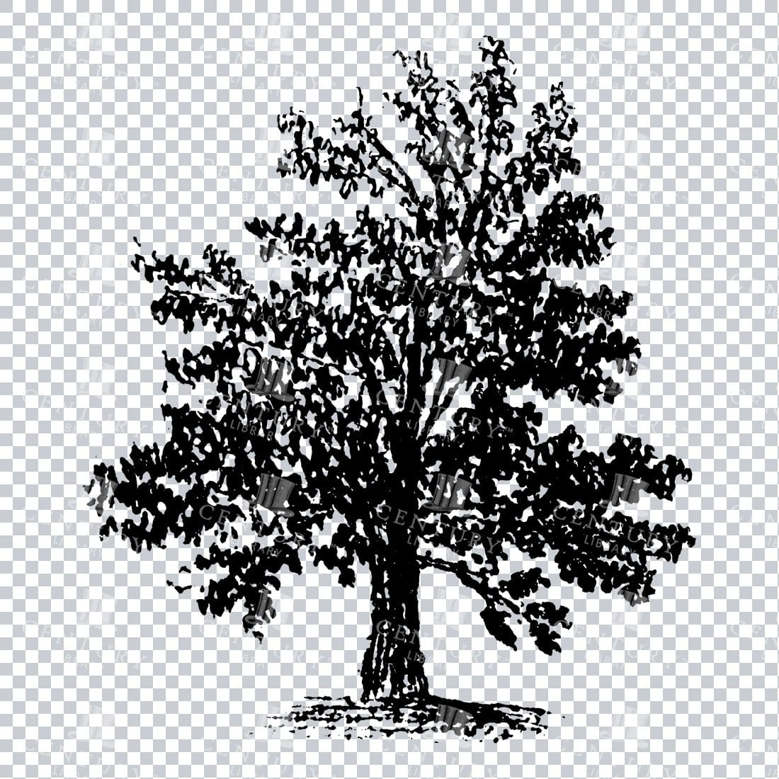 Small Hand Drawn PNG Line Art Illustration of a Tree No.2