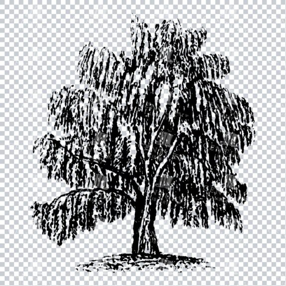 Small Hand Drawn PNG Line Art Illustration of a Tree No.3