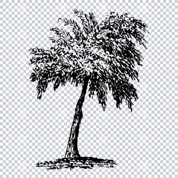 Small Hand Drawn PNG Line Art Illustration of a Tree No.4