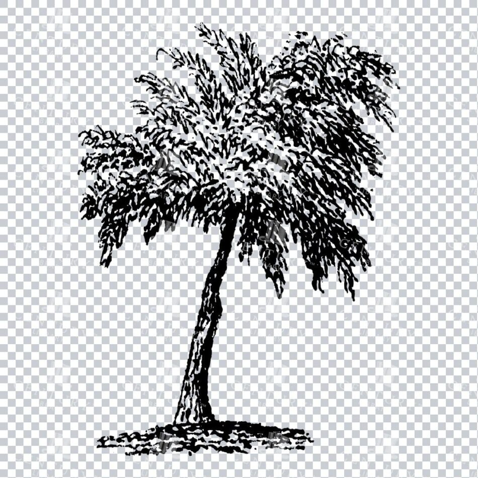 Small Hand Drawn PNG Line Art Illustration of a Tree No.4