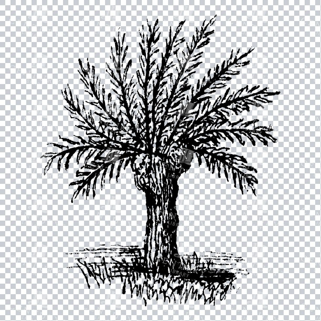 Small Hand Drawn PNG Line Art Illustration of a Tree No.5
