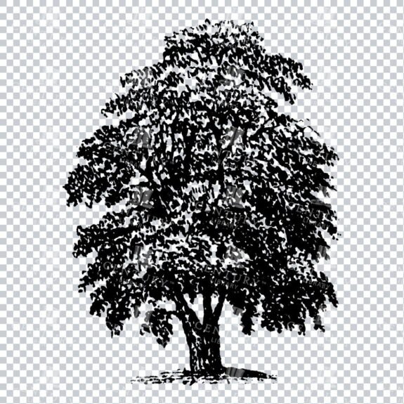 Small Hand Drawn PNG Line Art Illustration of a Tree No.6