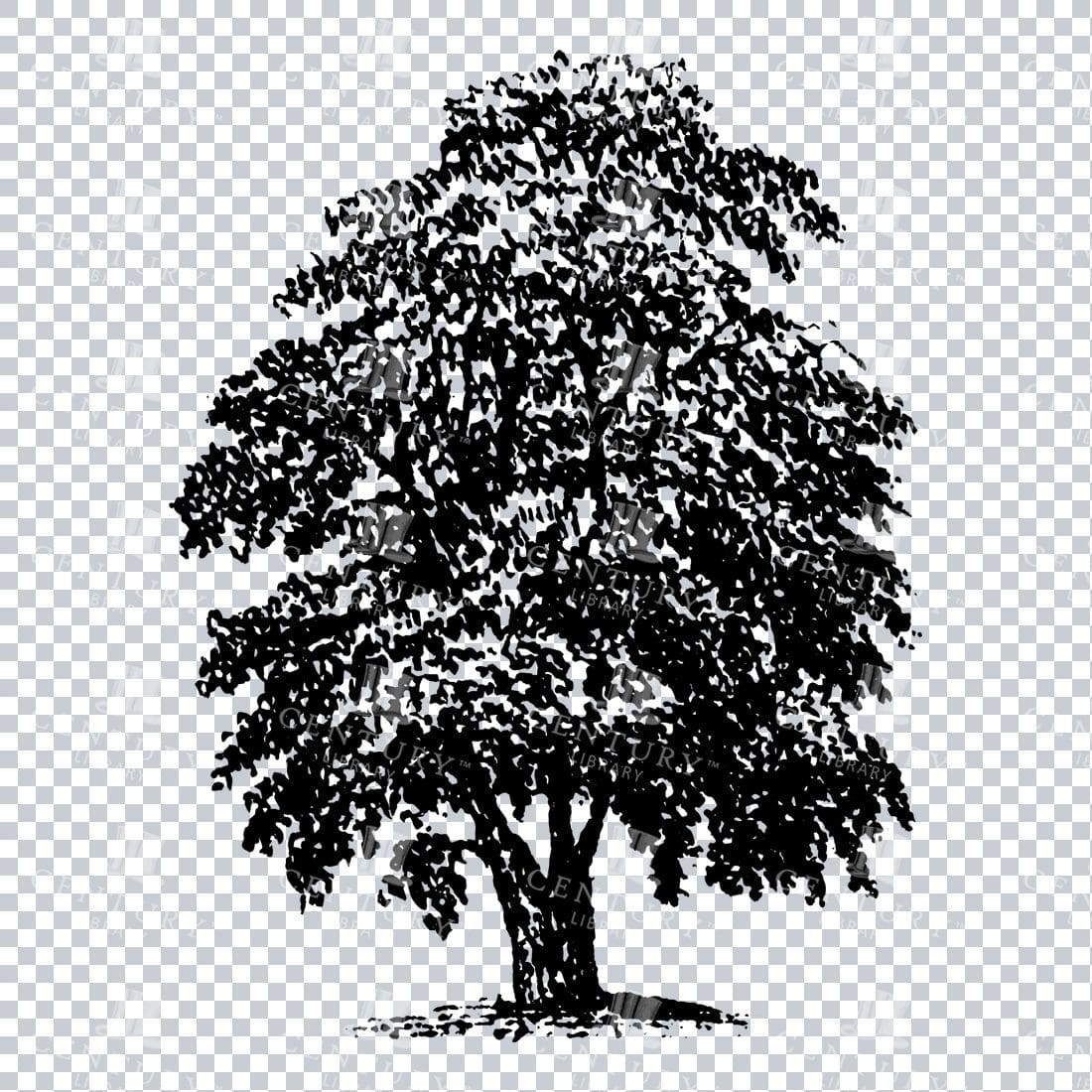 Small Hand Drawn PNG Line Art Illustration of a Tree No.6
