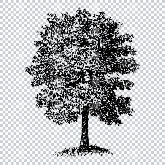 Small Hand Drawn PNG Line Art Illustration of a Tree No.7