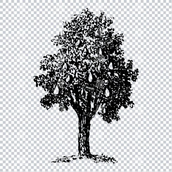 Small Hand Drawn PNG Line Art Illustration of a Tree No.8