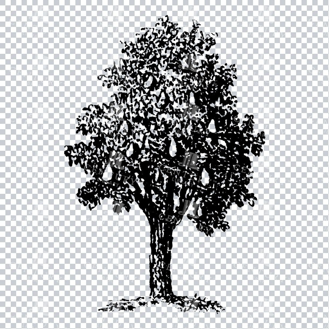 Small Hand Drawn PNG Line Art Illustration of a Tree No.8