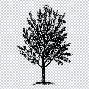 Small Hand Drawn PNG Line Art Illustration of a Tree No.9