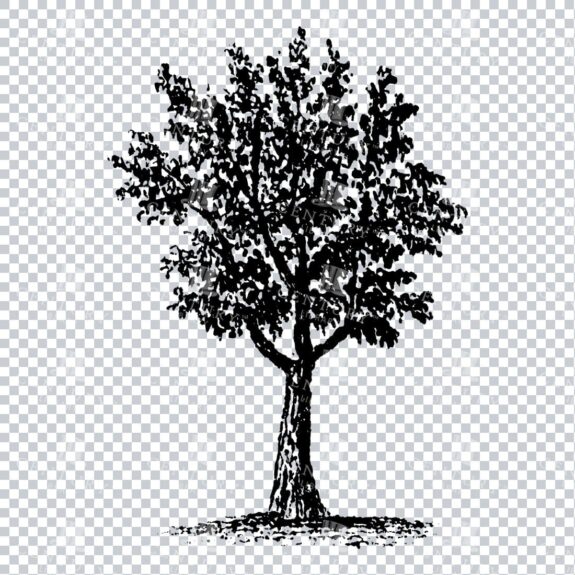 Small Hand Drawn PNG Line Art Illustration of a Tree No.10
