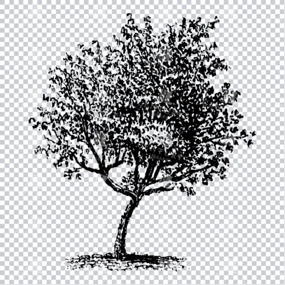Small Hand Drawn PNG Line Art Illustration of a Tree No.11